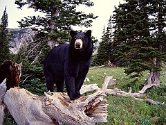 Black Bear on Stump, Montana